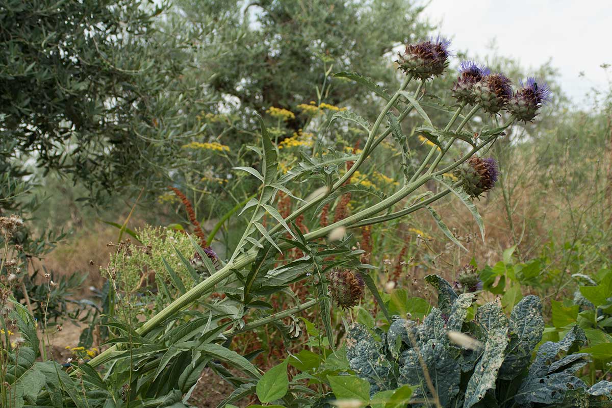 olive-oil-fiesole-italy