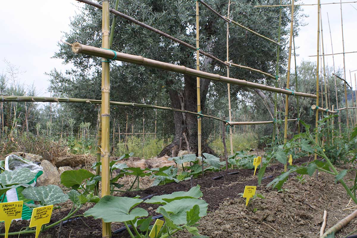 olive-oil-fiesole-italy